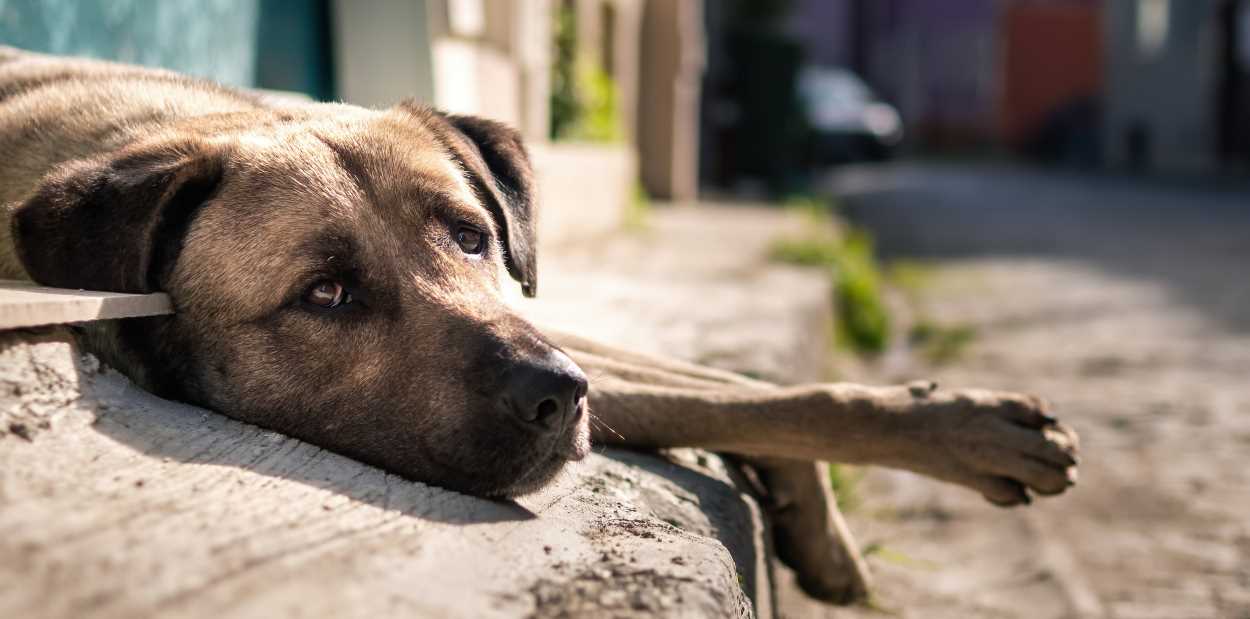 Foz do Iguaçu tem mais de 2 mil animais acolhidos por protetoras