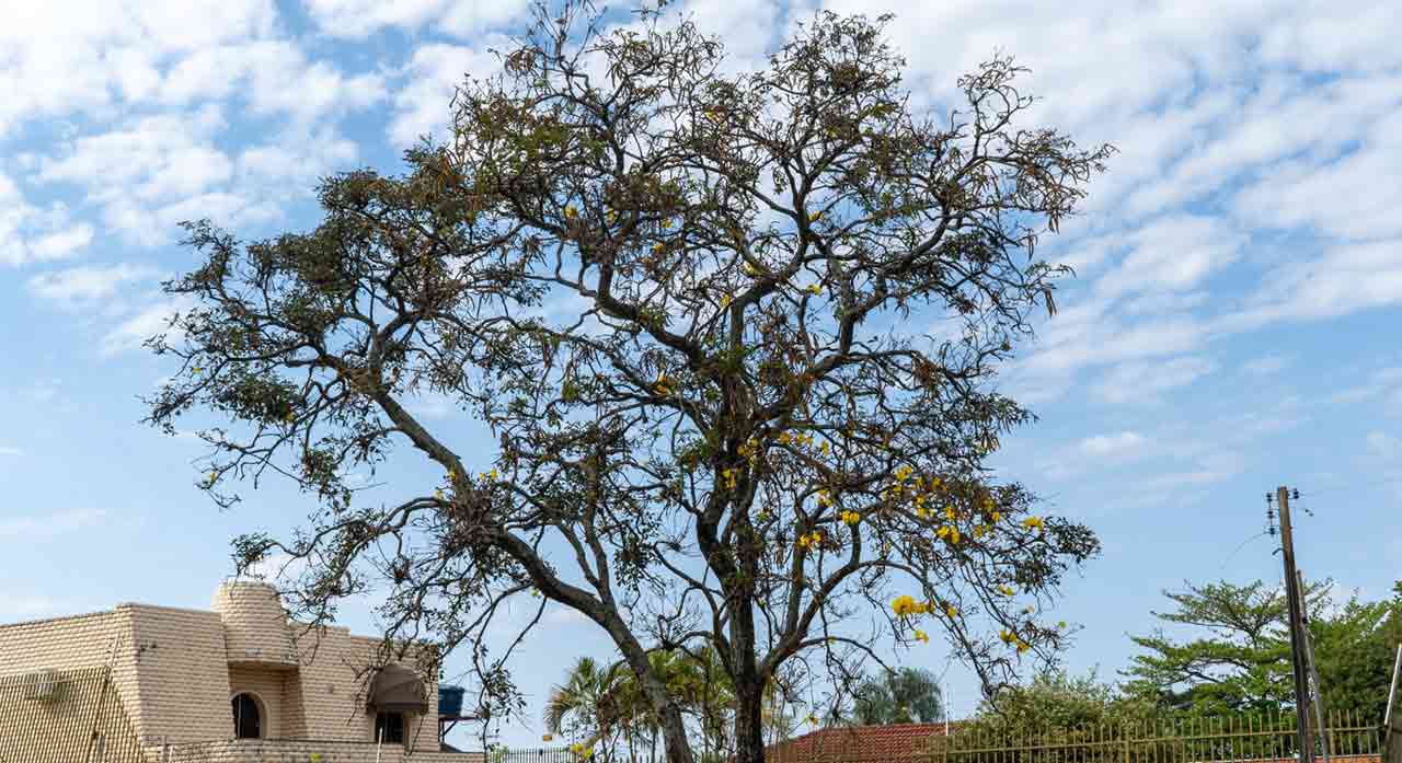 Beleza dos ipês-amarelos encanta turistas e moradores em Foz do Iguaçu