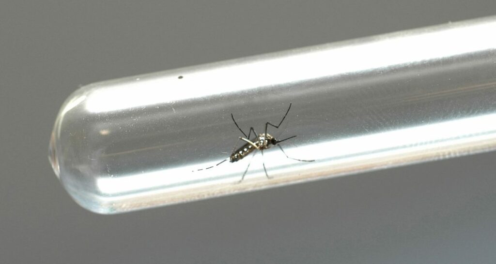 Foz do Iguaçu supera 1.000 casos de chikungunya no ano epidemiológico concluído em julho