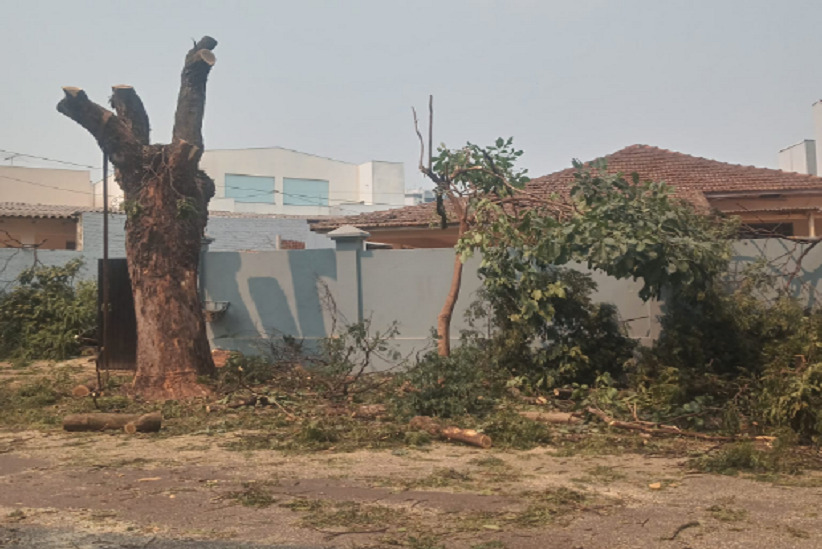 A árvore da rua e a seca na Amazônia