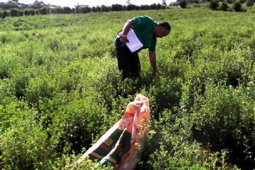 Investidores alemães querem construir fábrica de estévia na fronteira