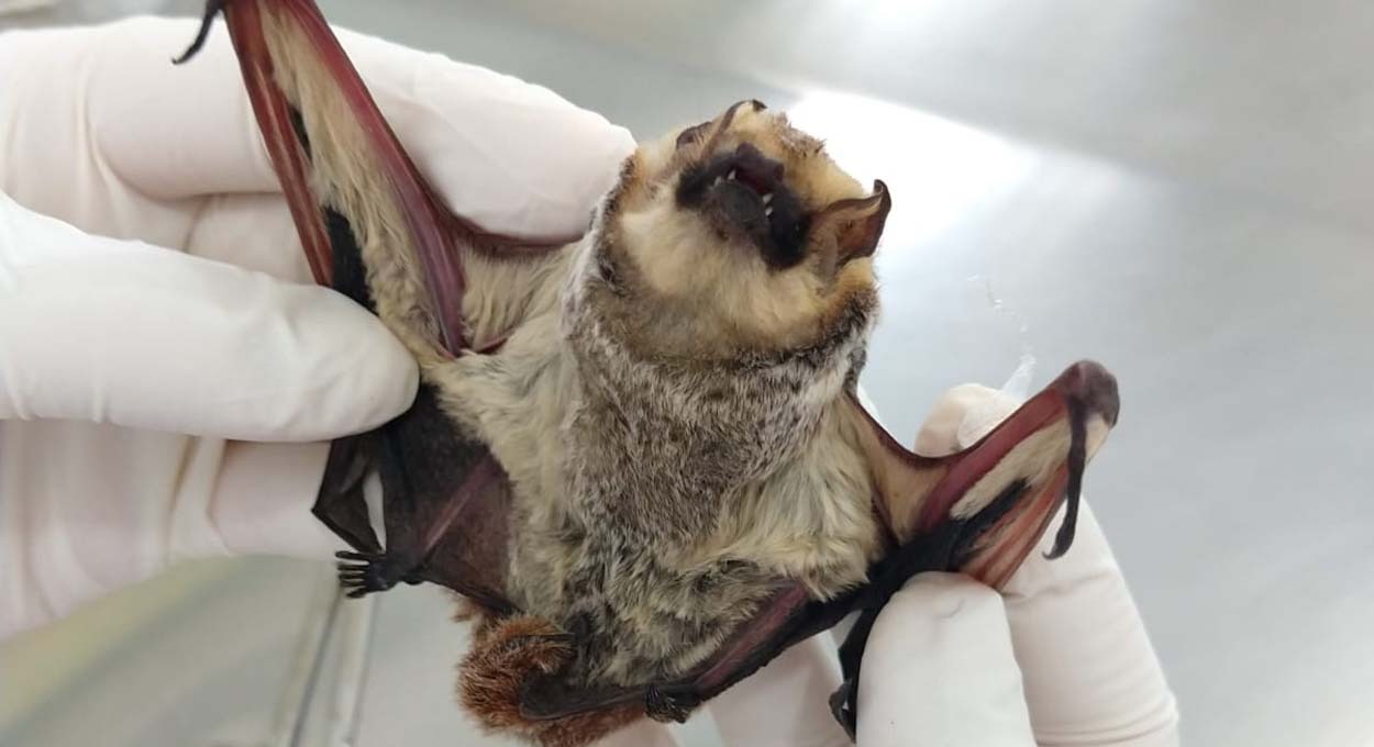 Foz recolhe 30 morcegos com raiva em 24 bairros neste ano