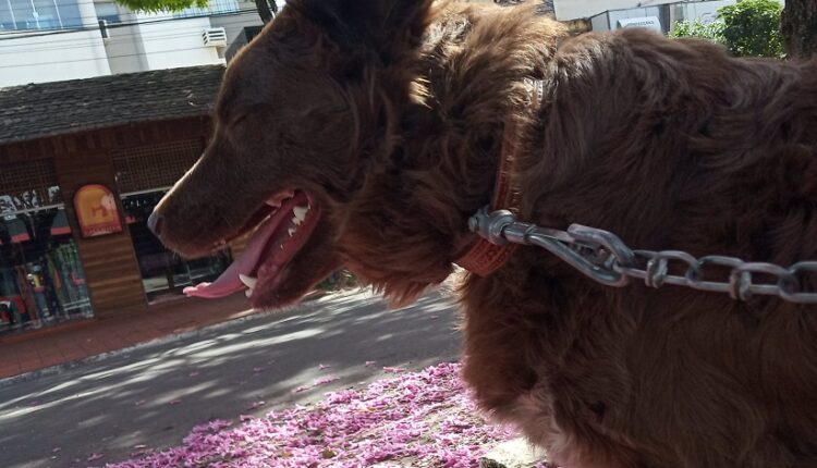 Animais precisam ser protegidos do calor excessivo, também