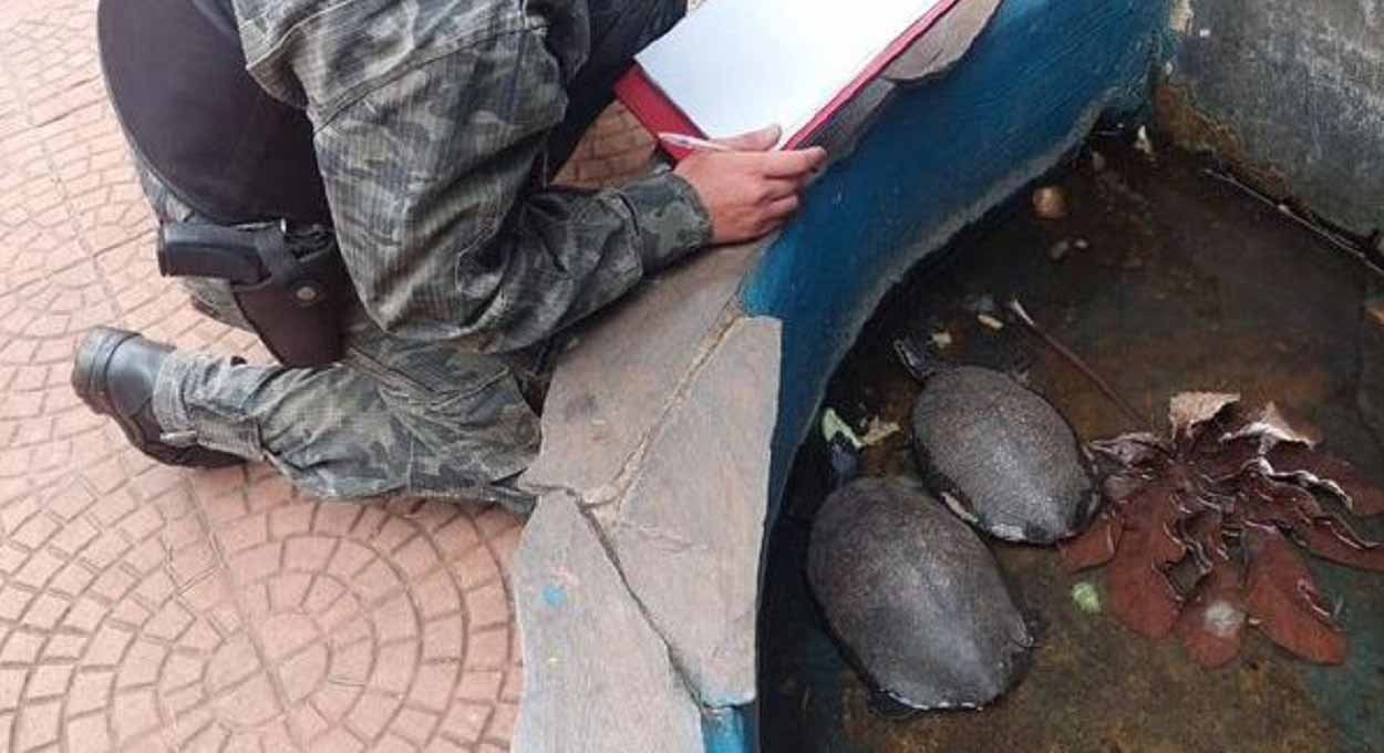 Fiscais resgatam cágados em hotel no centro de Puerto Iguazú