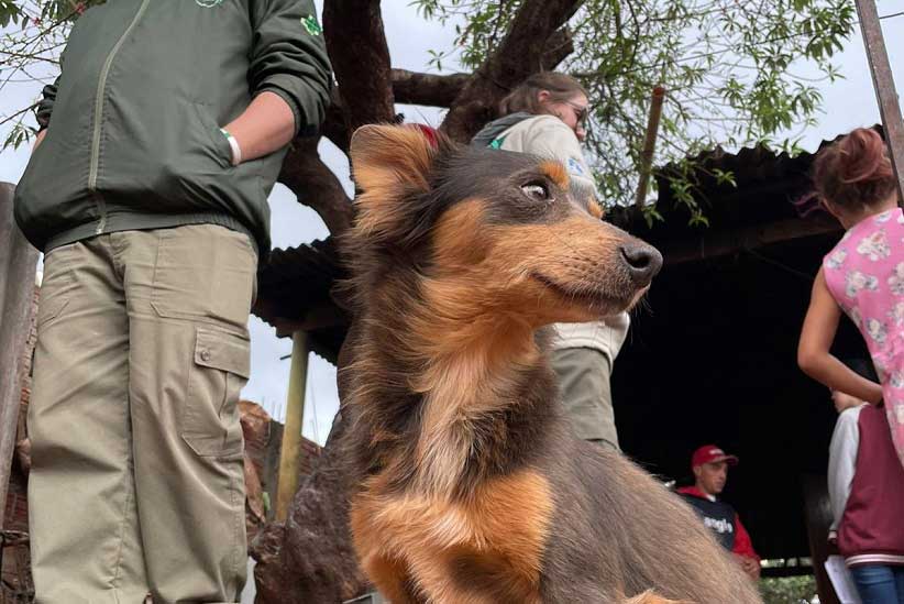 Pesquisa da Unila traça perfil de cães com leishmaniose em Foz do Iguaçu