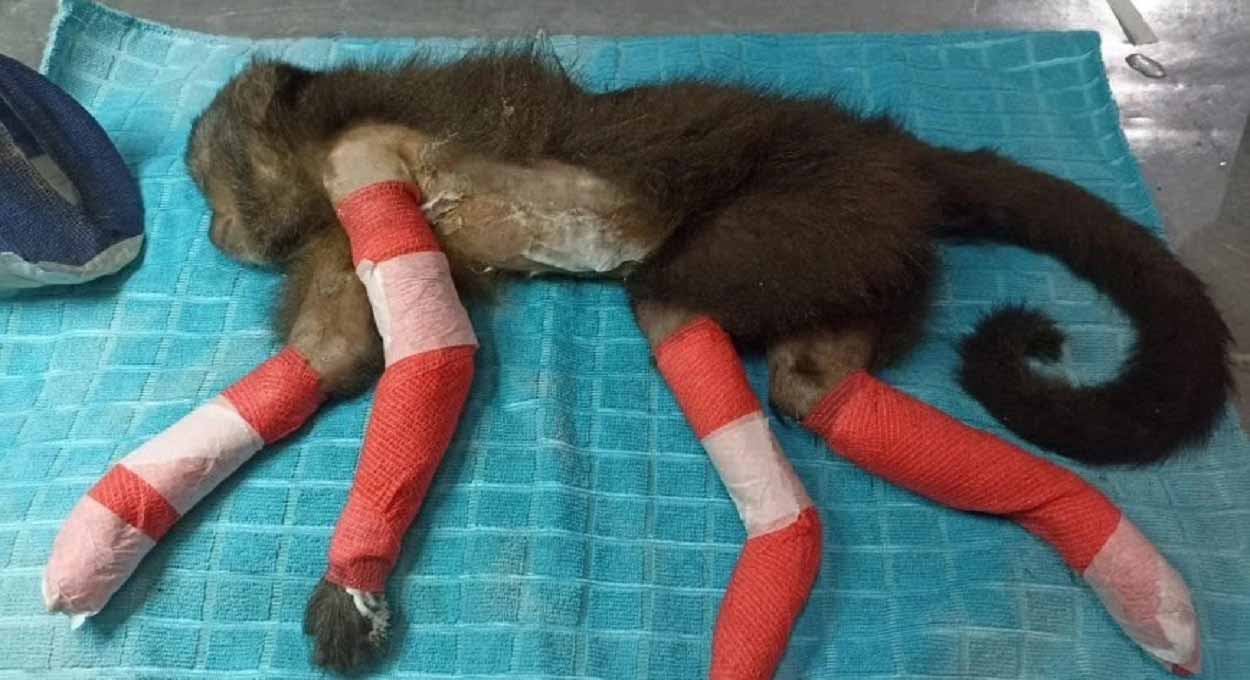 Macaco com as patas queimadas é resgatado na Argentina