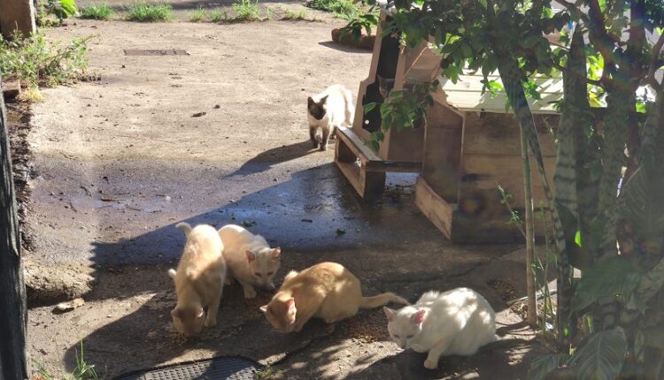 Somente com campanhas de guarda responsável, envolvendo castração em massa, a população de animais domésticos nas ruas pode ser reduzida, de modo ético.