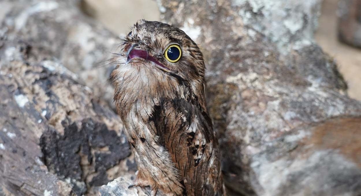 Notícia triste: filhote de urutau do Parque das Aves morreu