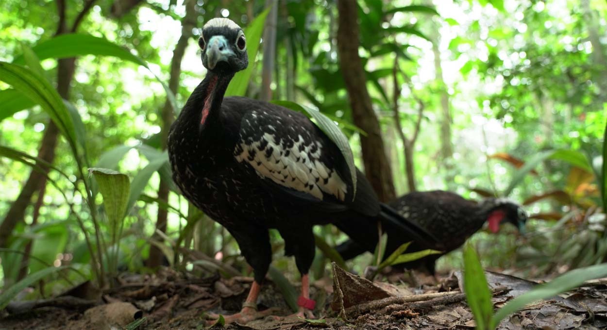 Parque das Aves recebe certificação pela conservação da jacutinga