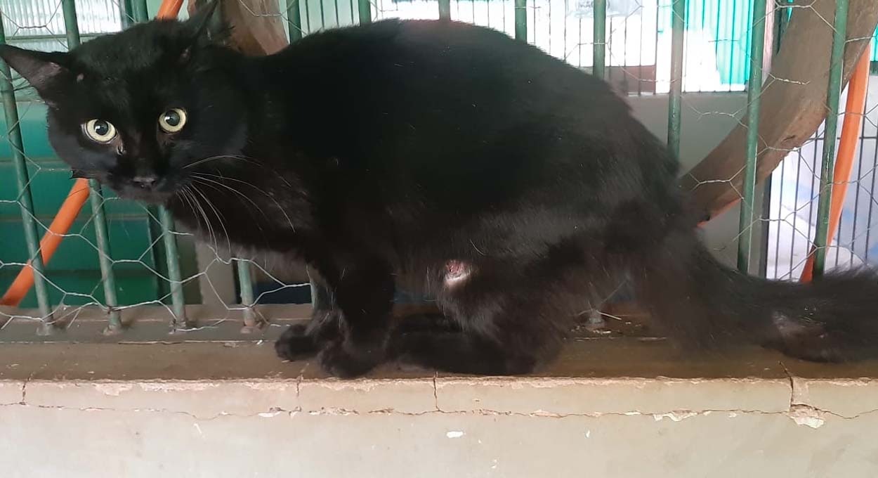 Foz do Iguaçu tem escalada de esporotricose, doença comum em gatos