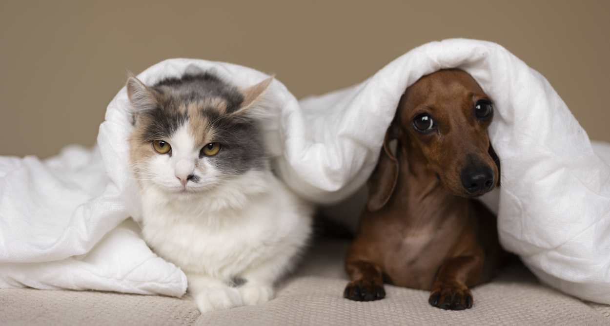 Foz do Iguaçu quer vacinar de graça 40 mil cães e gatos contra a raiva