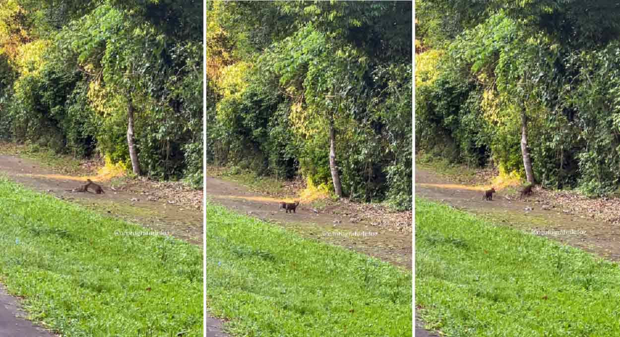 Vídeo mostra oncinhas brincando no Parque Nacional do Iguaçu