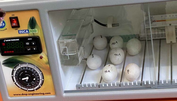Após apreendidos, ovos foram mantidos em uma incubadora no Parque das Aves. Foto: Gentileza/Parque das Aves
