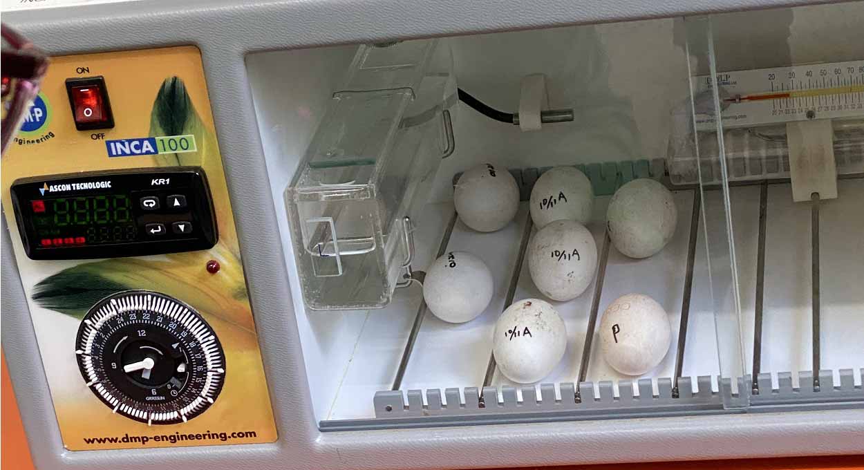 PF apreende ovos de tucano no aeroporto de Foz do Iguaçu