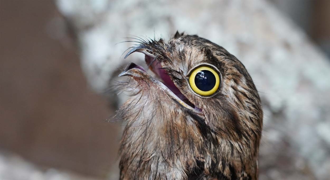 Bebê à vista: nasce filhote de urutau no Parque das Aves