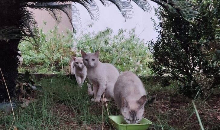 Melhor modo de combater doenças transmitidas de animais a humanos é com a ajuda de profissionais especializados e a informação correta faz parte deste pacote.