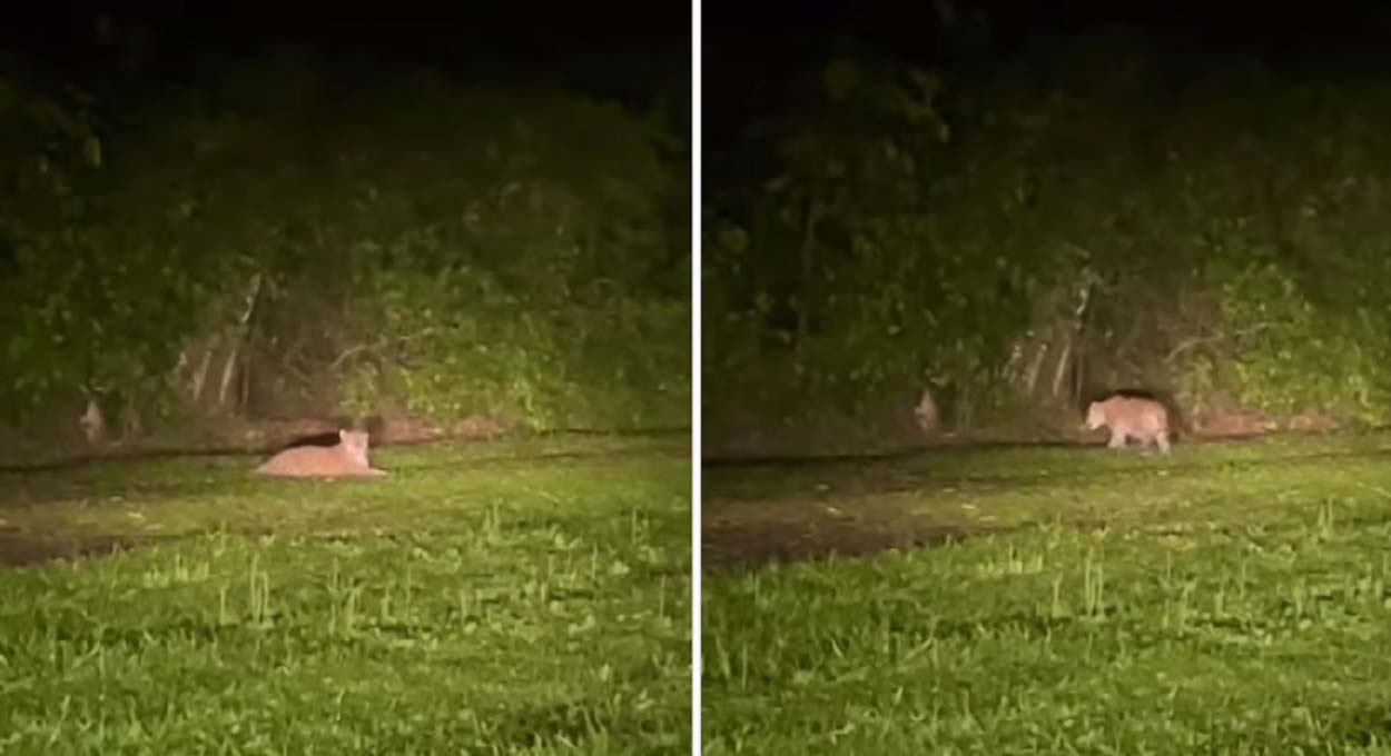 Motorista do Hotel das Cataratas filma onça no Parque Nacional do Iguaçu