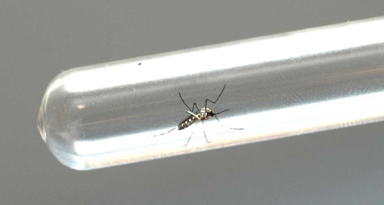 Foz do Iguaçu irá testar novo método contra a dengue