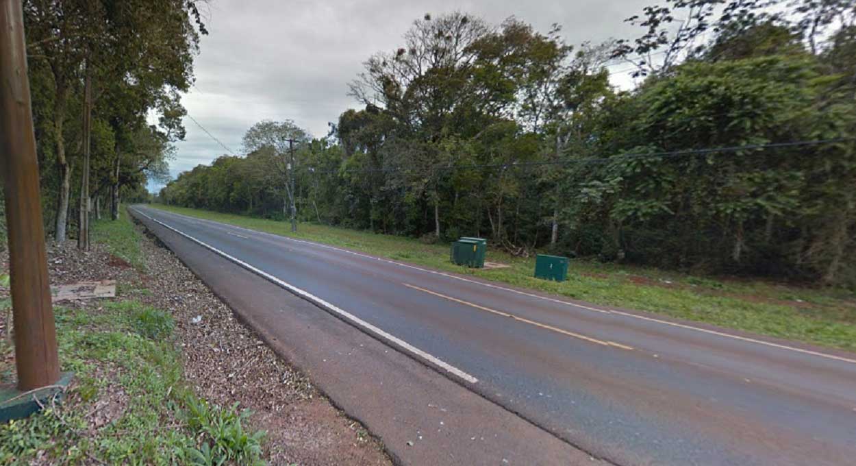 Vídeo mostra filhotes de onça no Parque Nacional do Iguaçu