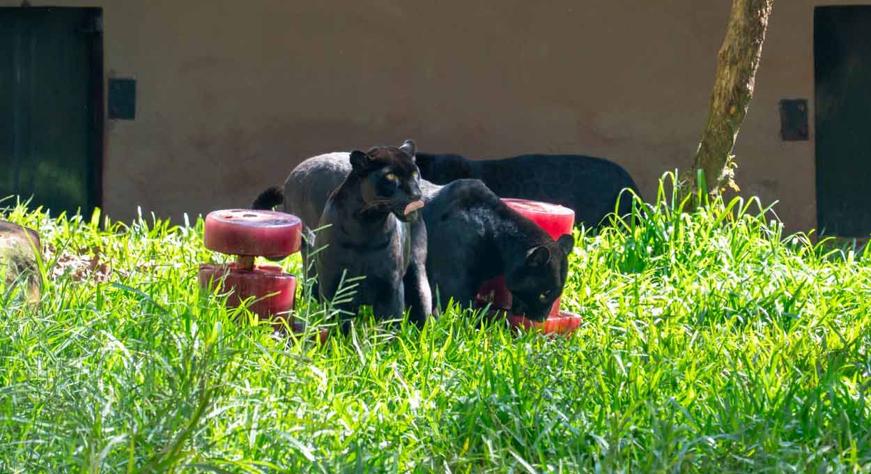 Itaipu celebra Dia da Onça com aniversário e nova parceria