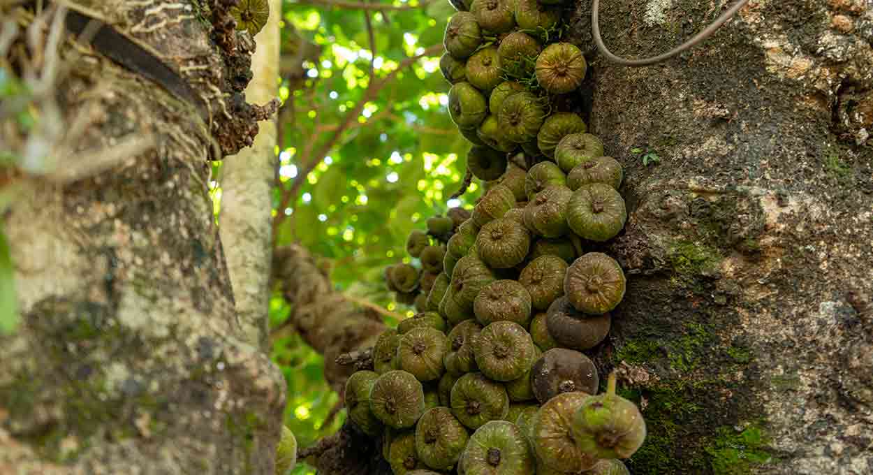 Figueira-de-jardim: uma planta exótica na Vila Yolanda