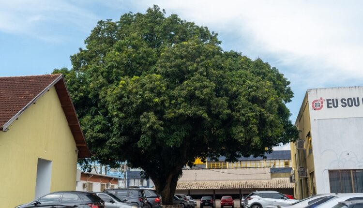 Árvores frutíferas são essenciais para a fauna urbana, além dos benefícios gerados aos humanos