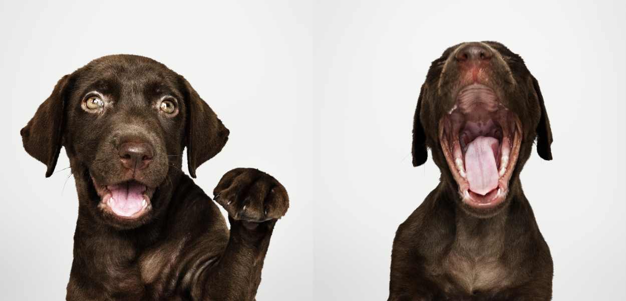 Vacinação contra a raiva em cães e gatos será na Vila C, Cidade Nova e Jardim Ipê