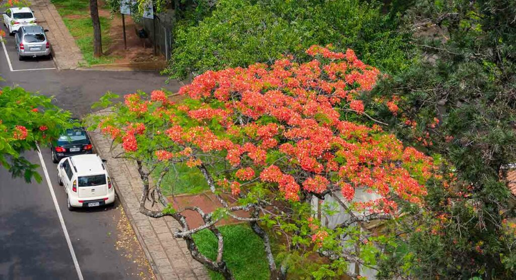 Florada dos flamboyants “pinta” de vermelho as ruas da Vila Yolanda