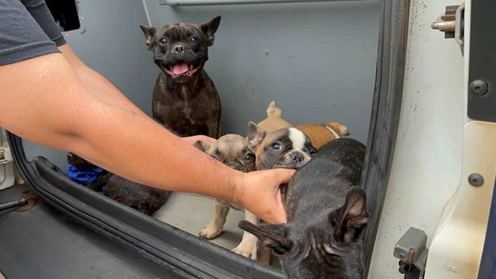 Nova lei coíbe o comércio clandestino de animais em Foz do Iguaçu