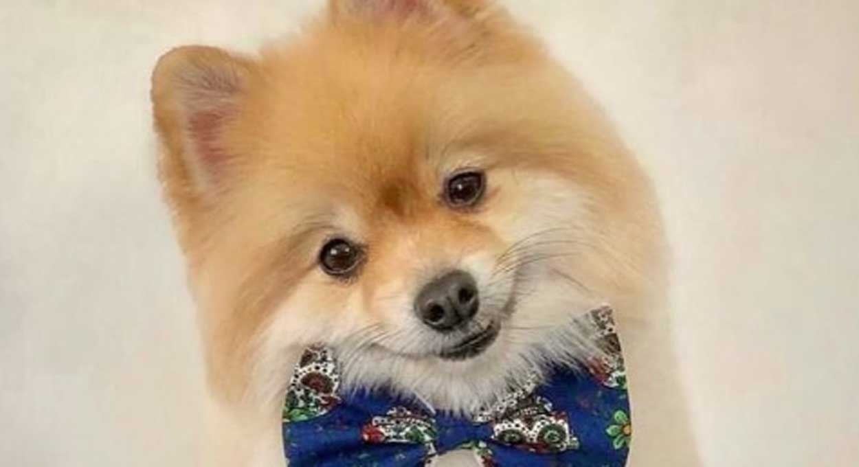 Foz terá passeata contra maus-tratos de animais nesta quinta