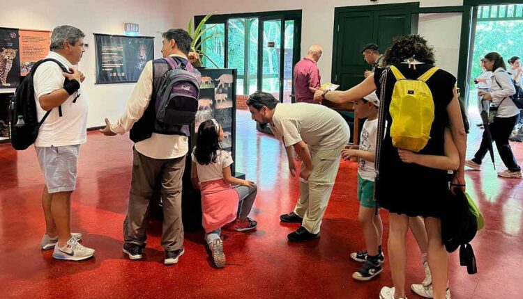 Parque Nacional Iguazú já recebeu exposições temáticas sobre a onça-pintada. Foto: Gentileza/Parque Nacional Iguazú (Arquivo)