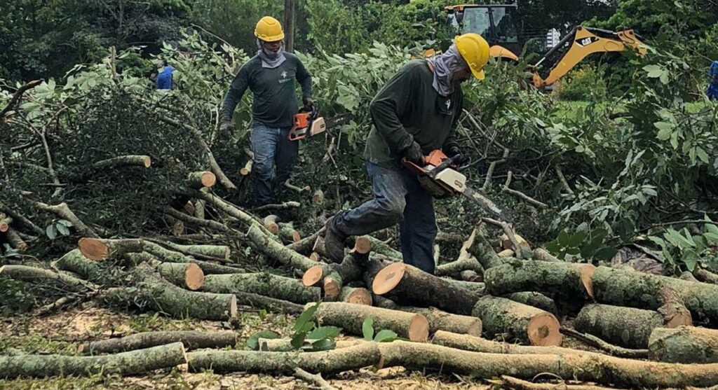 Aroeiras: o saldo da ignorância ambiental