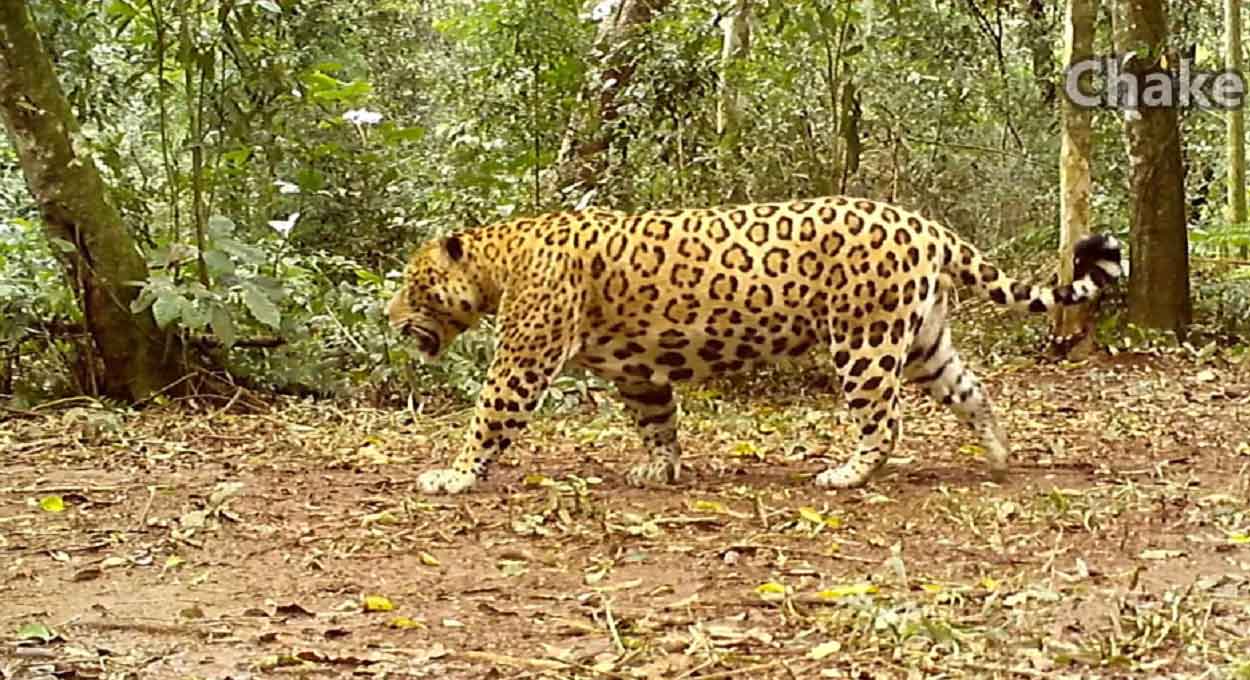 Vídeo mostra onça patrulhando território no lado argentino