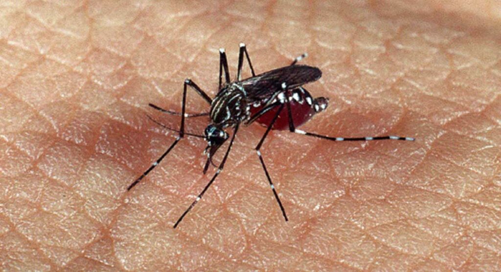 Vacina contra a dengue já está à venda na Argentina