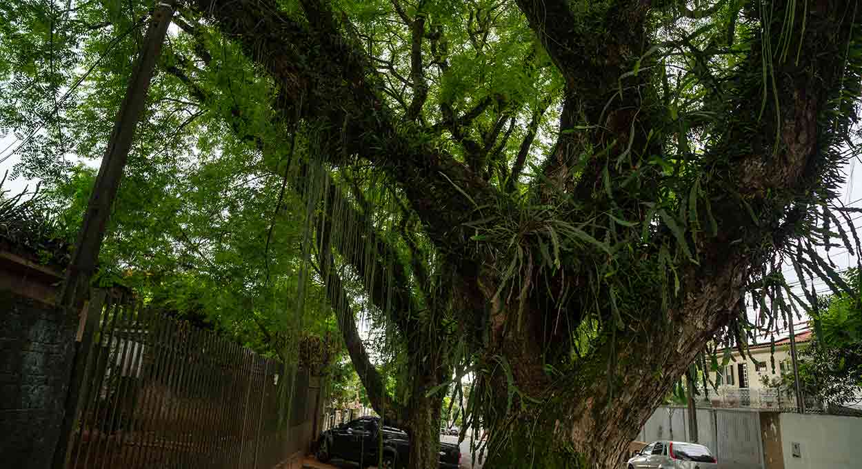 De olho na biodiversidade: descubra a falsa-saborosa do Maracanã