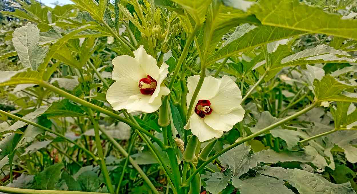 Flor do quiabeiro: conheça a beleza dessa planta curiosa (vídeo)