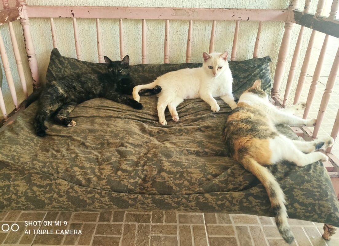 Nas festas de final e início de ano, muita gente opta por abandonar animais.