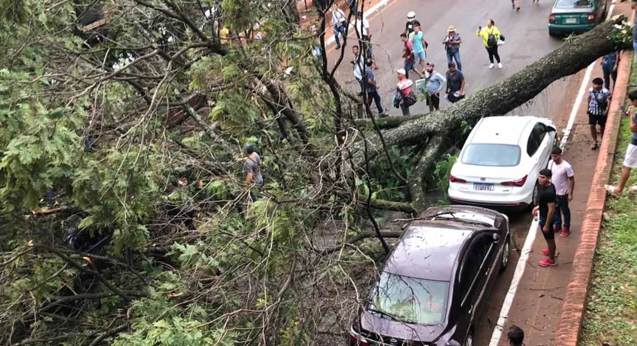 Árvore atinge carros e moto na área central de Ciudad del Este