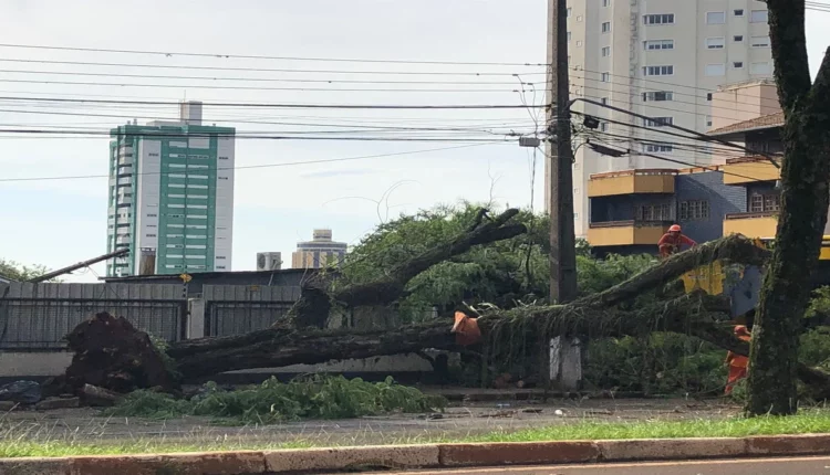Queda de árvore na Avenida Paraná