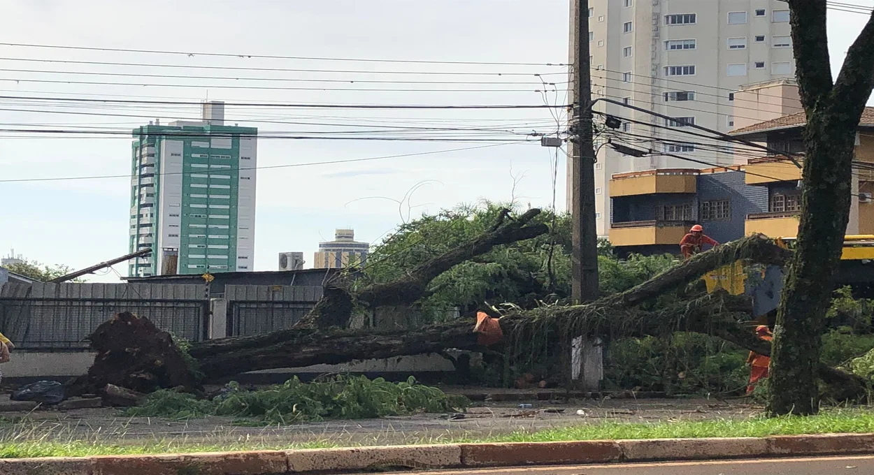 Queda de árvore na Avenida Paraná