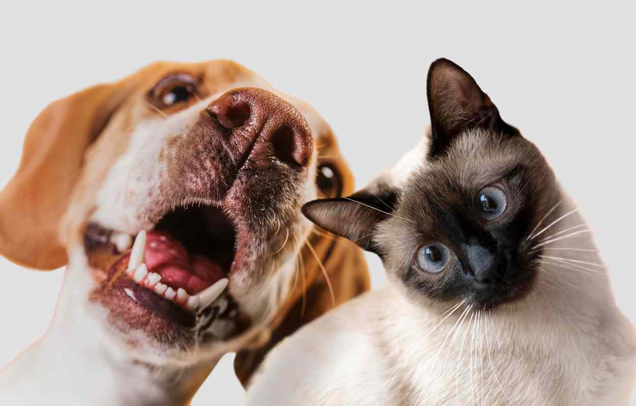 Vacina contra raiva começa a ser aplicada na região do Porto Meira