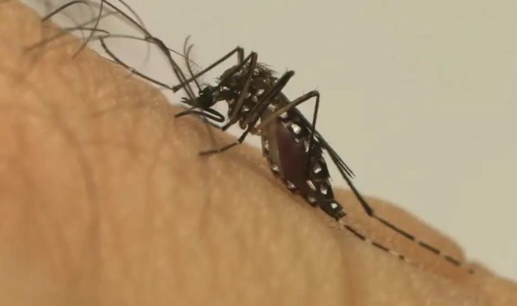 Foz do Iguaçu começa por Três Lagoas mutirões contra a dengue