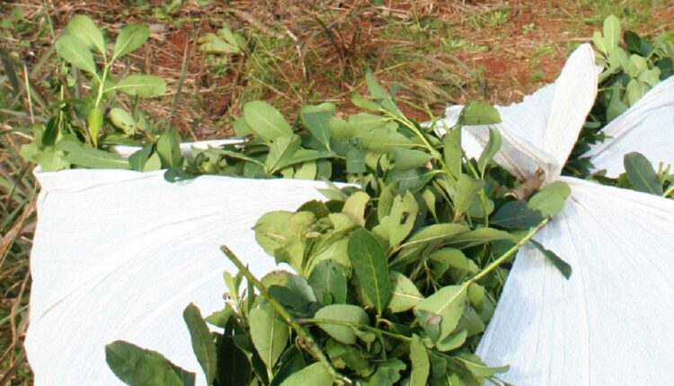 Erva-mate é um dos principais produtos da província de Misiones. Foto: Gentileza/Instituto Nacional de la Yerba Mate