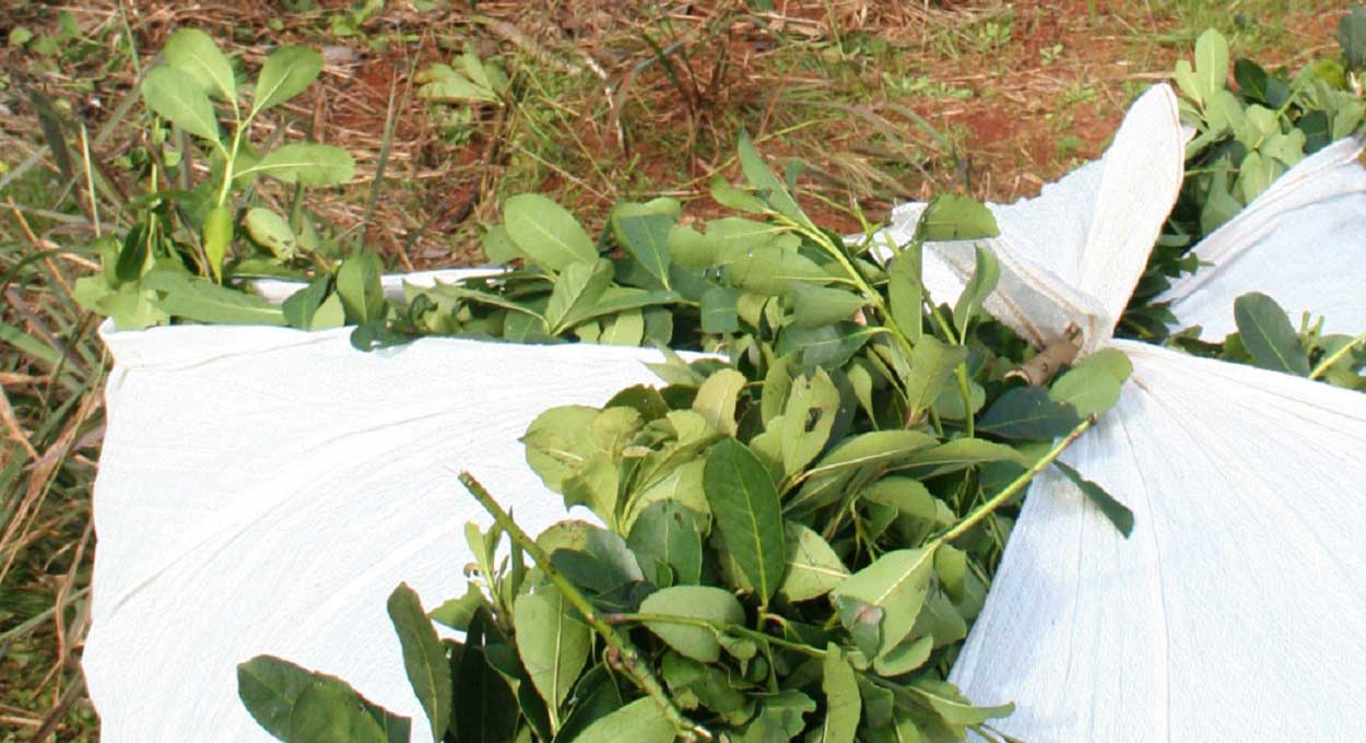 Produtores suspendem colheita da erva-mate na Argentina