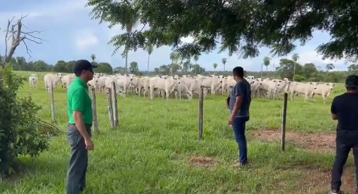 Gado roubado no Paraguai é recuperado no Brasil