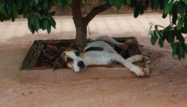 Municípios devem assumir responsabilidade em controlar eticamente, com castração, animais domésticos