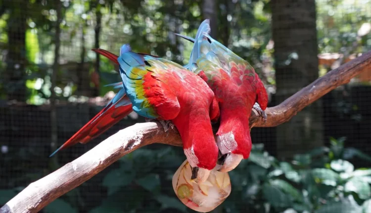 Aves do Parque das Aves alimentam-se com blocos de gelo neste verão.