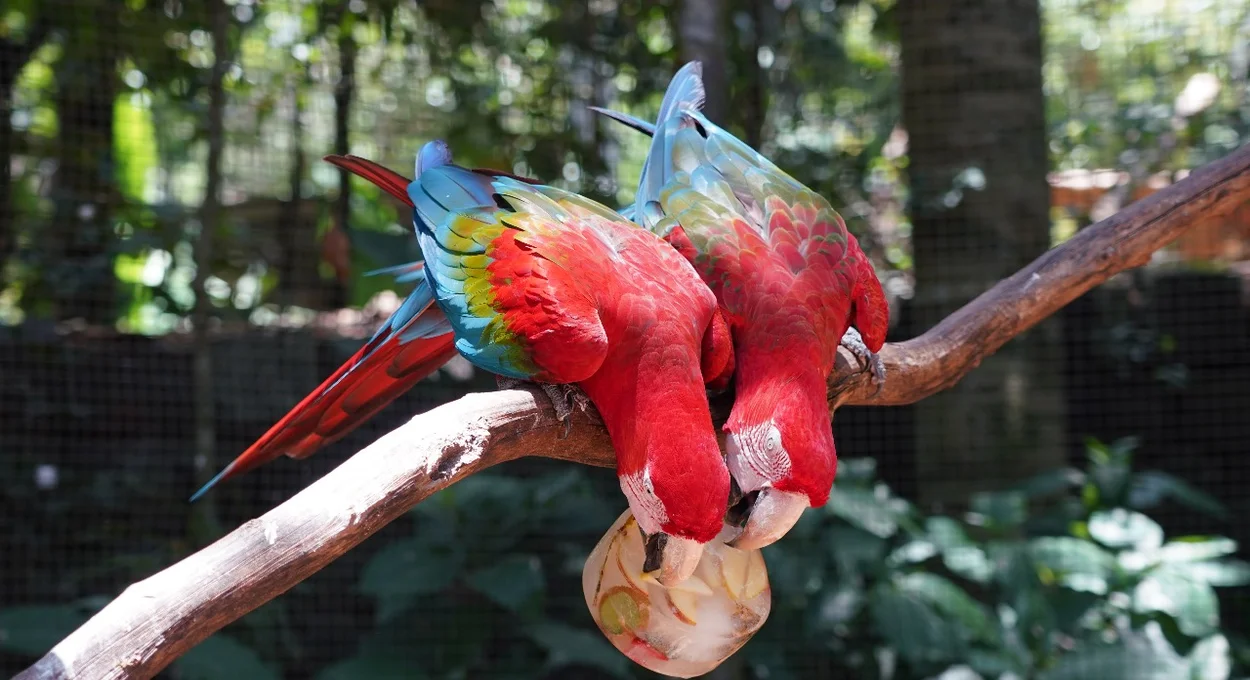 Aves do Parque das Aves alimentam-se com blocos de gelo neste verão.