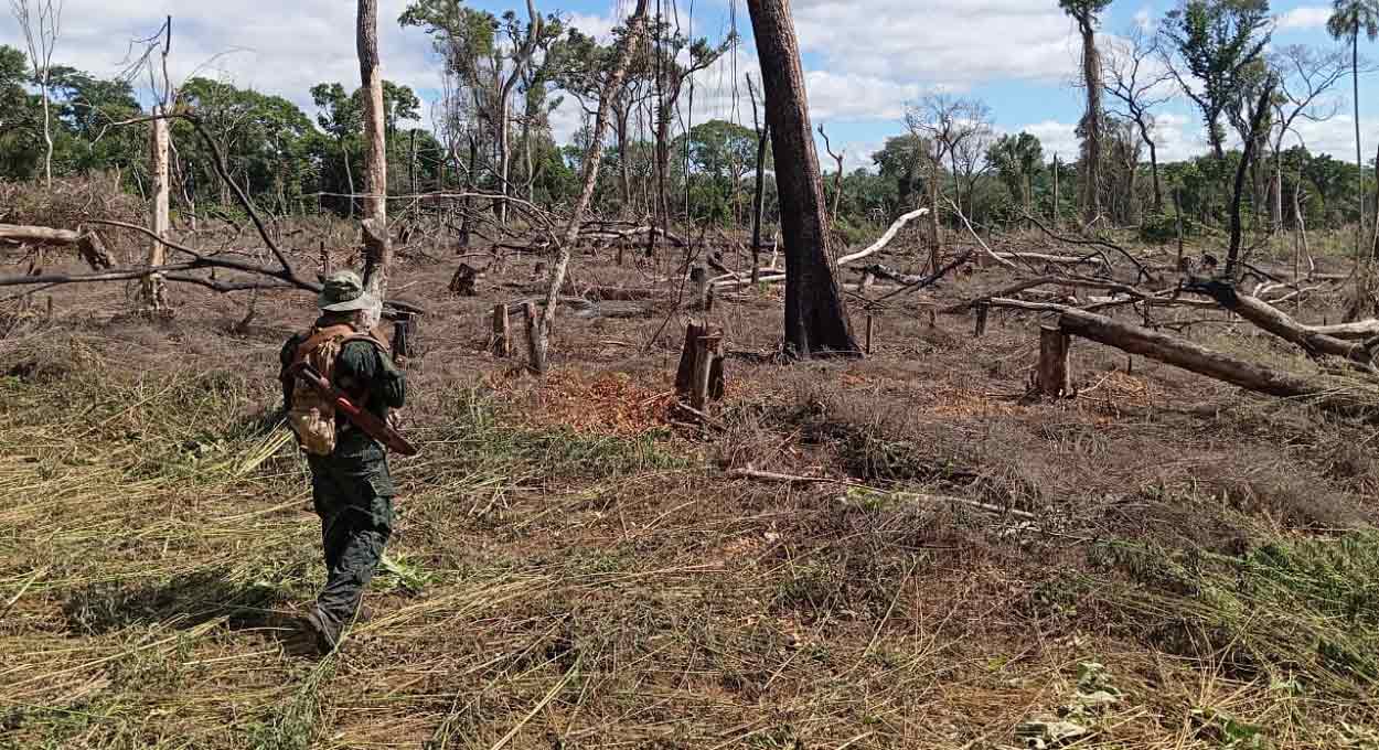 Operação Moisés Bertoni destrói plantações de maconha no Paraguai