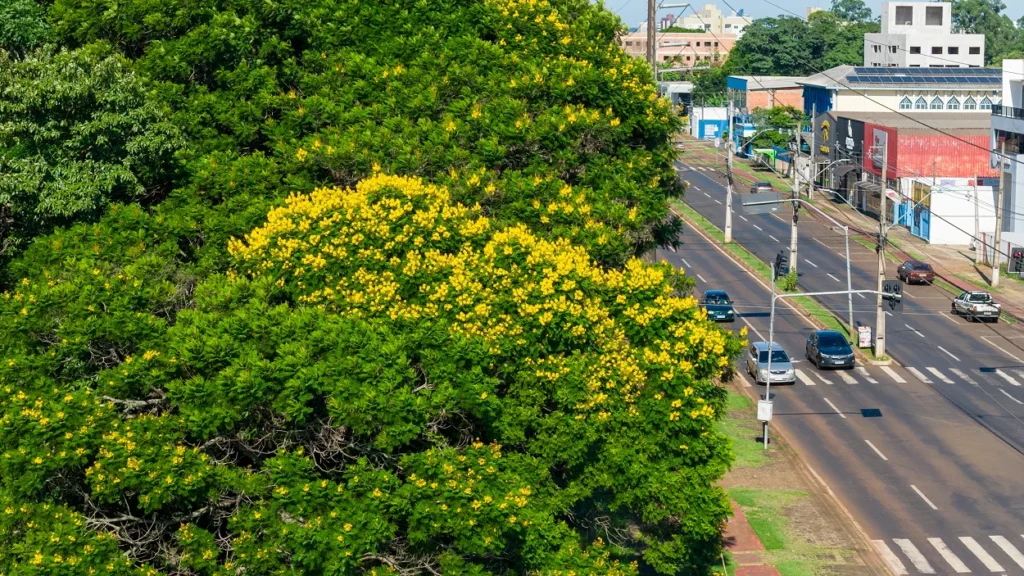 A pátria amada nas cores da canafístula